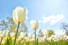 Close Up White Tulips On Blue Sky Background, View From The Bottom, With Clouds, Sun Glare, Spring 