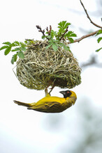 Southern Masked Weaver Building A Nest