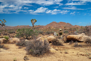 Poster - Joshua Tree Scenic