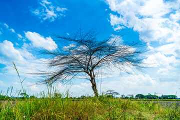 Trees are left with branches Silhouettes of trunks and branches a meadow soil in a rice field with fluffy clouds blue sky daylight background.