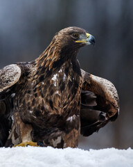 Wall Mural - Golden eagle portrait in the winter