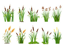 Cartoon Lake Aquatic Plants. Swamp Cattails, Marsh Reed And Blooming Bulrush Vector Illustration Set