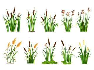 cartoon lake aquatic plants. swamp cattails, marsh reed and blooming bulrush vector illustration set