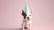 © Oly Cazac - Full-length of a cute little bulldog dog wearing a light blue birthday hat isolated on a pastel light pink background. Birthday puppy party theme. Generative AI