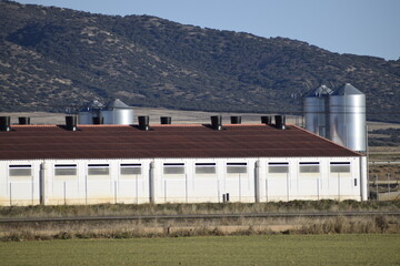 pig farm, industrial farm in the countryside with thousands of animals