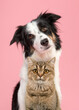 Portrait of a british shorthair cat and a border collie looking at the camera on a pink background
