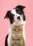 Fototapeta Zwierzęta - Portrait of a british shorthair cat and a border collie looking at the camera on a pink background