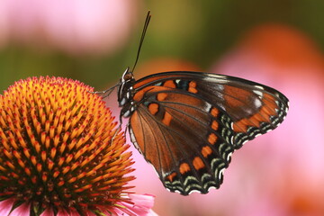 Canvas Print - Red spotted purple butterfly (limenitis arthemis) with coneflowers