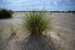 © noregt - European Marram Grass on the Dutch coast beach