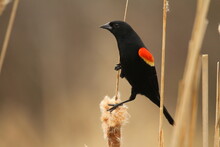 Red Winged Blackbird Male On Cattails