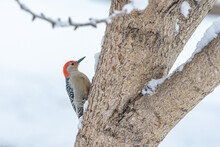 Red Bellied Woodpecker Perched On Trunk Of Tree On Snow Day In Winter