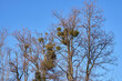 mistletoe on trees, winter