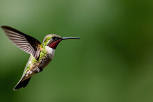 Hummingbird Flying Outdoors