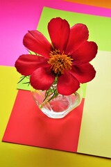 Canvas Print - Open red peony flower in a vase on colored table