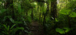 © ADDICTIVE STOCK - Narrow path in tropical forest