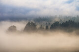 Fototapeta Na ścianę - forest in the fog