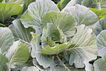 Wall Mural - Young organic cabbage vegetables in garden. Concept, gardening, agriculture crops. Thai farmers grow cabbage vegetables for selling in local market or cooking for family. Best growing in winter.