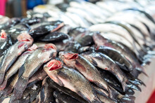 Rows Of Fresh Tilapia For Sale At Fish Section Of The Supermarket Or Marketplace.
