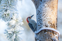 Red-bellied Woodpecker In The Snow