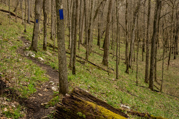 Wall Mural - Blue Trail Markers Through The Woods In Mammoth Cave