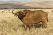 cape buffalo with ox pecker birds
