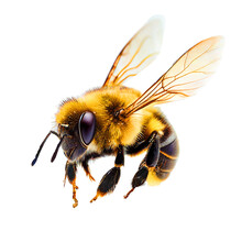 Honey Bee Landing Isolated On Transparent Background Cutout
