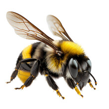 Honey Bee Standing Isolated On Transparent Background Cutout