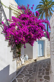 Fototapeta  - Traditional Cycladitic alley with a narrow street, whitewashed houses and a blooming bougainvillea in Parikia, Paros island, Greece.