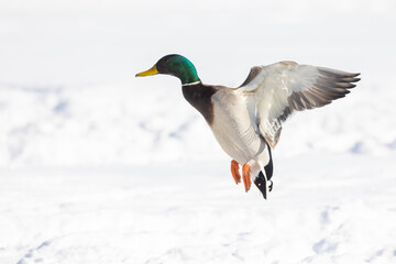 Canvas Print -  Drake mallard or wild duck (Anas platyrhynchos) flying in winter