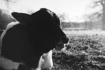 Canvas Print - Calf relaxing on farm closeup in Texas farm field in black and white.