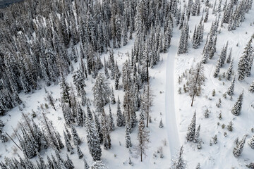 Wall Mural - Aerial view of winter landscape atop alpine forest mountain top