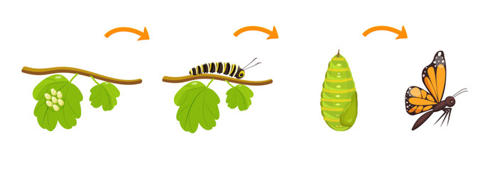 Butterfly life cycle. Transformation of caterpillar from cocoon. Metamorphoses of insects in biology