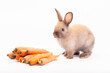 Cute little rabbit sitting on white floor against plain background with multiple orange carrots