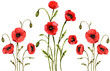 Watercolor hand-drawn line of poppies, transparent decorative element