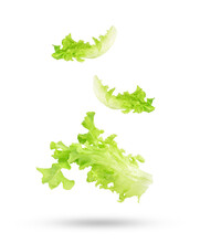 Fresh Salad Green Lettuce Leaves Falling In The Air Isolated On Transparent Background. PNG