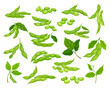 Soya Plant with Bean in Green Pod with Leaf Big Vector Set