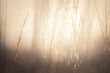 Dry autumn grass in a forest at sunset. Macro image