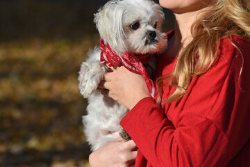  Puppy purebred white Maltese mini lapdog in the arms of the unrecognizable hostess girl. No face. Companion dog