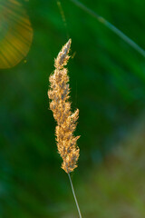 Wall Mural - Spike of a plant in the sun.