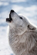 Arctic wolf (Canis lupus tundrarum)