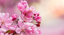 Beautiful Cherry Tree Blossoms In Sunlight Spring. Pink Bright Sakura Flowers, Tender Romantic Image Of Spring Beginning. Spring Background, Branches Of Blossoming Cherry In Nature