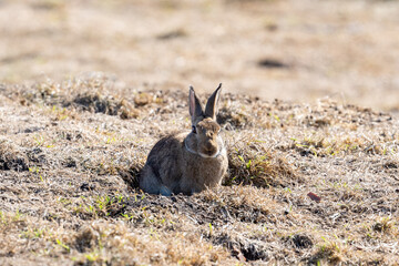 bunny rabbit on the ground