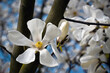 White magnolia blossom in spring