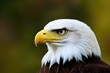 Majestic High-Resolution Image of an Eagle in its Natural Habitat, Ideal for Adding a Sense of Freedom and Grandeur to Your Design Project