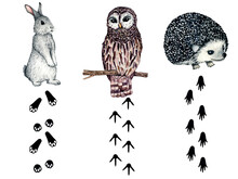 Watercolor Wild Forest Animal Footprints. Nature Illustration Hedgehog, Hare, Rabbit, Owl