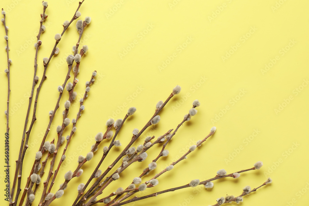 Pussy willow twigs on yellow background