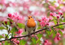 A Bright Robin Bird Sits On A Blooming Pink Branch Of An Apple Tree In The Spring Garden And Sings