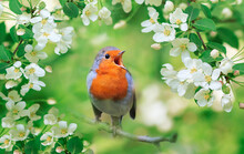 A Bright Robin Bird Sits On A Flowering Branch Of An Apple Tree In A Spring Garden And Sings