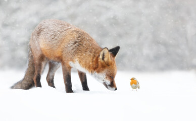 Wall Mural - Red fox with a robin in the falling snow in winter