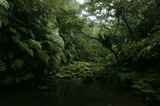 Fototapeta Natura - 沖縄県西表島の森の中